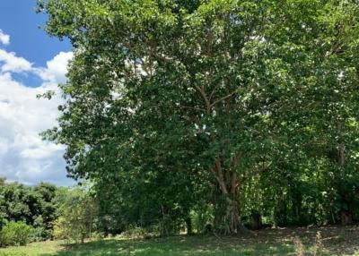 A beautiful plot of land for sale in Mae Rim, Chiang Mai