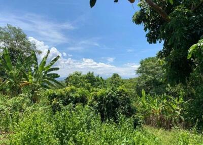 A beautiful plot of land for sale in Mae Rim, Chiang Mai