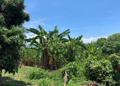 A beautiful plot of land for sale in Mae Rim, Chiang Mai