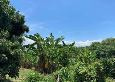 A beautiful plot of land for sale in Mae Rim, Chiang Mai