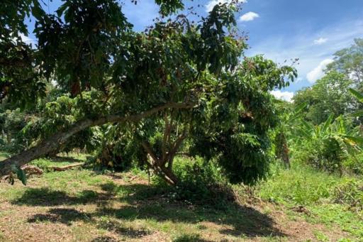 A beautiful plot of land for sale in Mae Rim, Chiang Mai