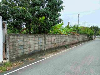 Paved street with a high concrete wall and lush greenery over the top