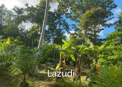 2 Rai Leasehold Land - 20 Years of Tropical Opportunity in Prime Madewan, Koh Phangan