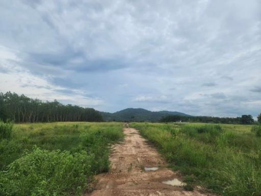 Offering a large plot of land, 50 rai, road front, Nong Suea Chang Subdistrict, Nong Yai, Chonburi,