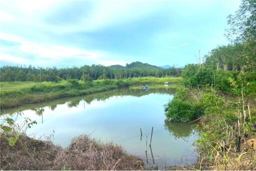 ขายสวนทุเรียน จันทบุรี-ท่าใหม่