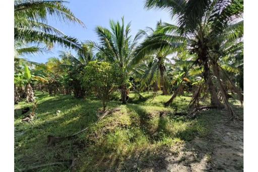 ‼️Mixed garden land for sale, good location - 920121038-126