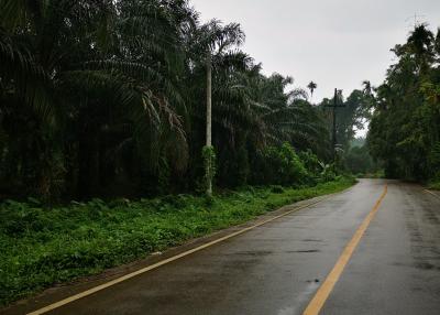 Palm plantation Land ,Phang Nga Thailand , area 49,600 SQM