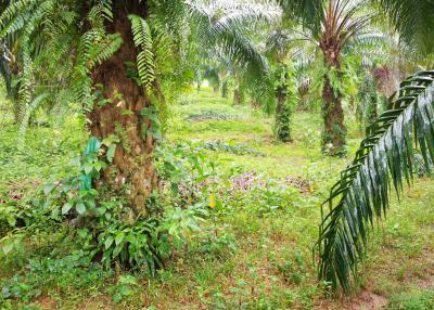 Palm plantation Land ,Phang Nga Thailand , area 49,600 SQM