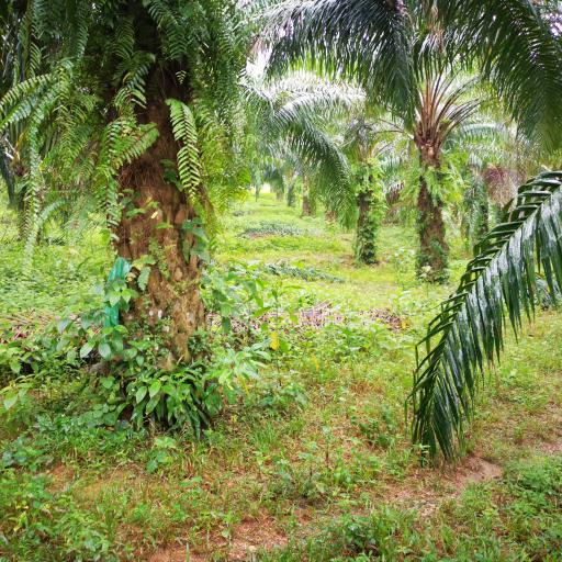 Palm plantation Land ,Phang Nga Thailand , area 49,600 SQM
