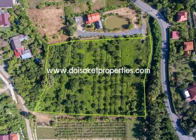 Nice Plot of Land Full of Longan Trees for Sale in Luang Nuea, Doi Saket