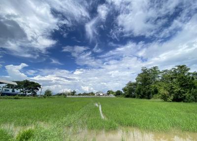 14-3-82 Rai of land for sale near San Kamphaeng