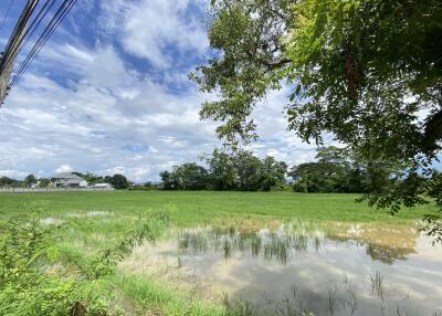 14-3-82 Rai of land for sale near San Kamphaeng