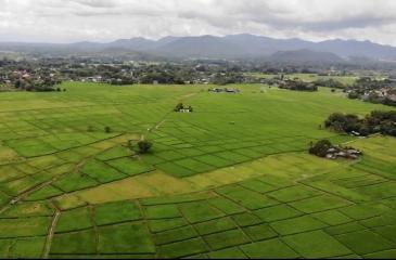 12 Rai of rice paddy field for sale in Doi Saket
