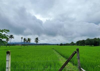 ขายที่ดิน 72 ไร่ในดอยสะเก็ด