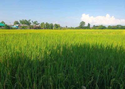 7 Rai Land for Sale in Chiang Mai, San Kamphaeng  Good Access