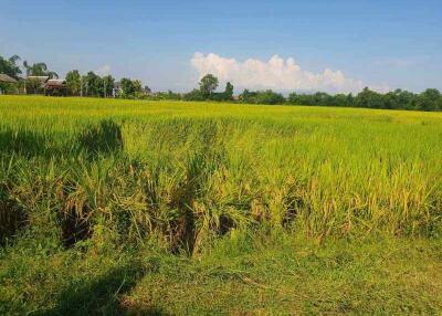 7 Rai Land for Sale in Chiang Mai, San Kamphaeng  Good Access