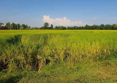 7 Rai Land for Sale in Chiang Mai, San Kamphaeng  Good Access