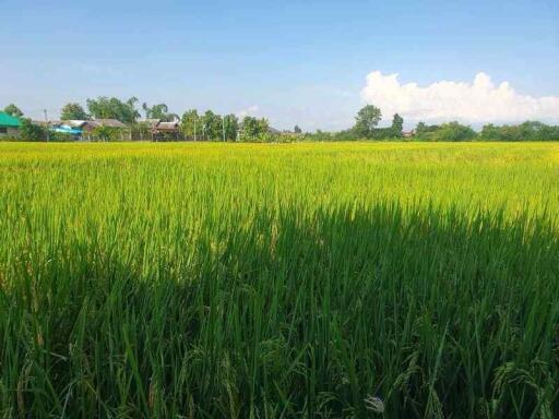 Explore this 7-rai land for sale in Chiang Mai, San Kamphaeng, with good access to village road entry. Ideal for investment. Contact us today!