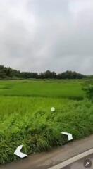 61 Rai Land for Sale in San Pa Tong, Chiang Mai.