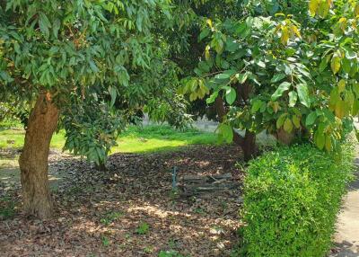 Spacious plot of Land for sale Chiang Mai  Build your dream home.