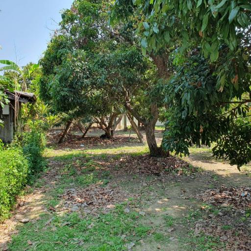 Seize the opportunity to build your dream home on this tranquil plot of land in Don kaeo Saraphi, Chiang Mai. Private road, convenient amenities.