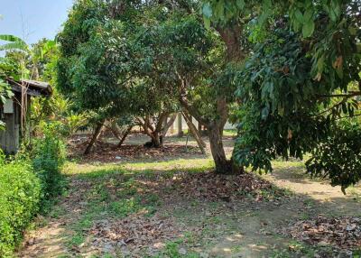 Spacious plot of Land for sale Chiang Mai  Build your dream home.