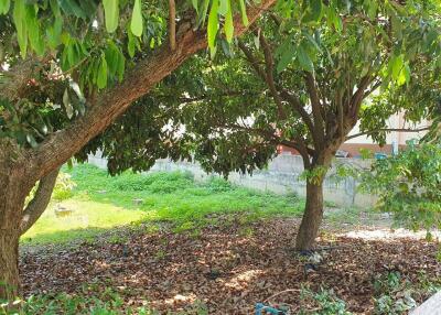 Spacious plot of Land for sale Chiang Mai  Build your dream home.