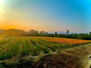 ขายที่ดิน 12 ไร่ เชียงใหม่  ดอยอินทนนท์ จอมทอง