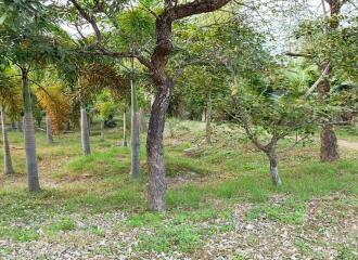 Prime Land for Sale in Chiang Mai  1,668 Sq Wah  Great Location