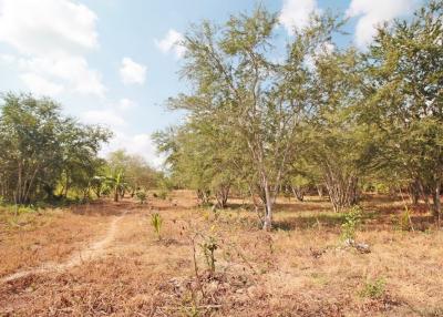 Sparse vegetation with trees on a rural land