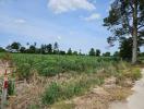 Spacious open land ready for development surrounded by trees under a clear sky