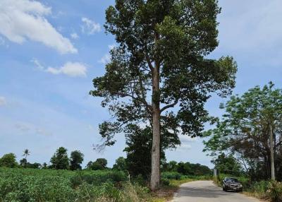 Large tree along the side of a rural road under a clear blue sky