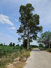 Large tree along the side of a rural road under a clear blue sky