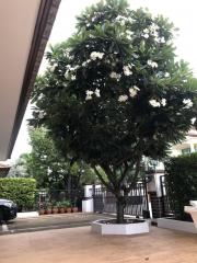 Outdoor area with a large flowering tree and gated entrance