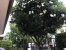 Outdoor area with a large flowering tree and gated entrance