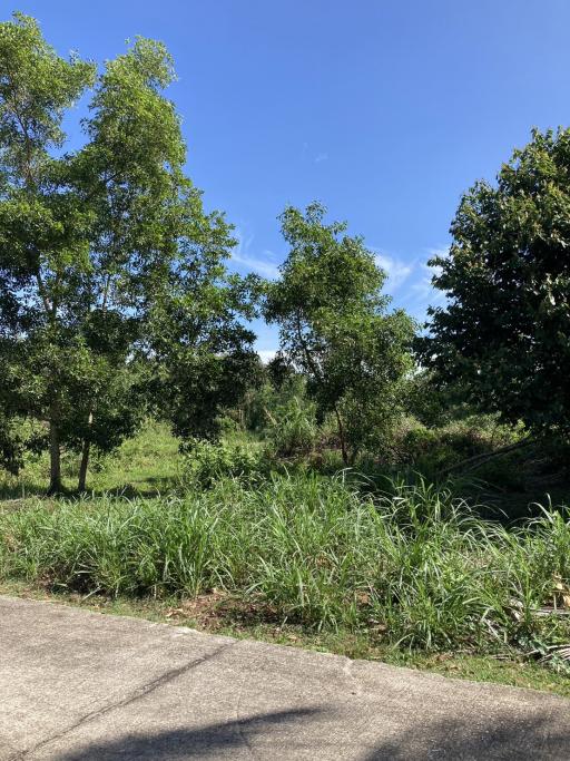 Peaceful outdoor area with green trees and clear blue sky