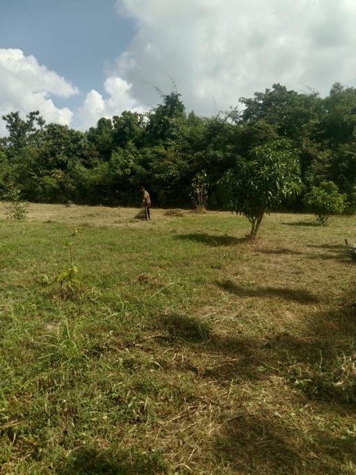 Spacious green land with trees and clear sky