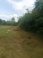 Rural land with vegetation and person in the distance