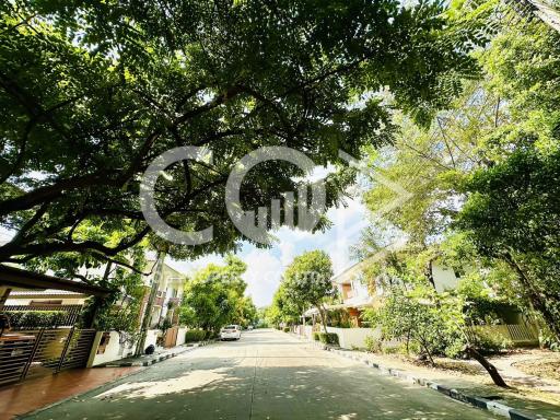Shady tree-lined residential street with houses and clear sky