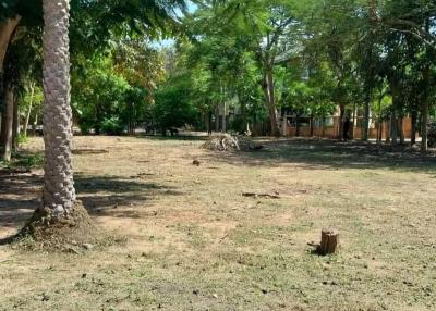 Spacious backyard with greenery and mature trees