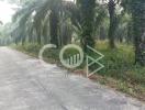 Paved path leading through a palm tree plantation