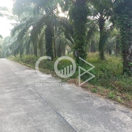 Paved path leading through a palm tree plantation