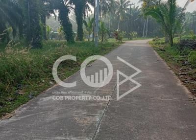 Paved path leading through a tropical area with lush greenery