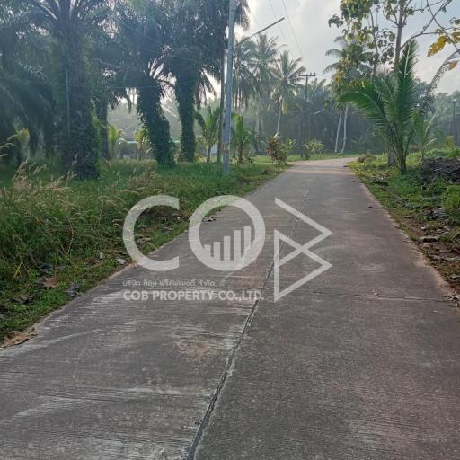 Paved path leading through a tropical area with lush greenery