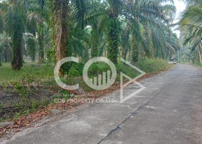 Paved path lined with palm trees in a tropical outdoor setting