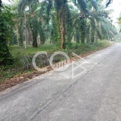 Paved road with surrounding palm trees