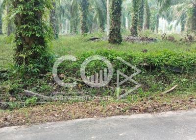 Lush green outdoor space with palm trees adjacent to a paved road, potentially a garden area of a property