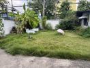 Private garden space with green lawn and a plant