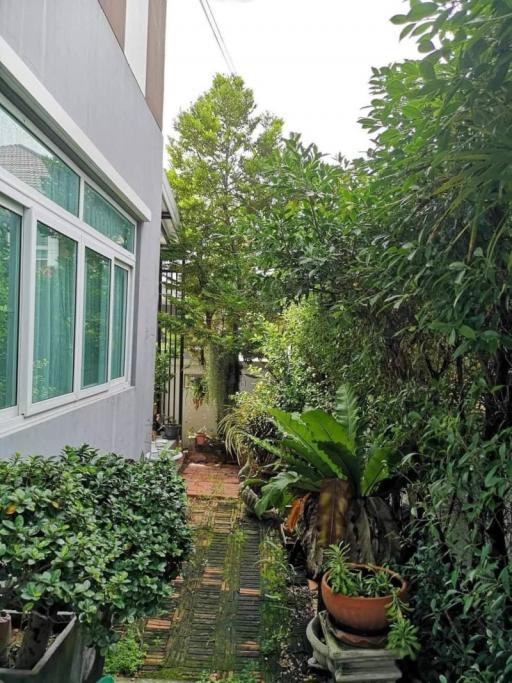 Lush greenery along the pathway beside a house with large windows