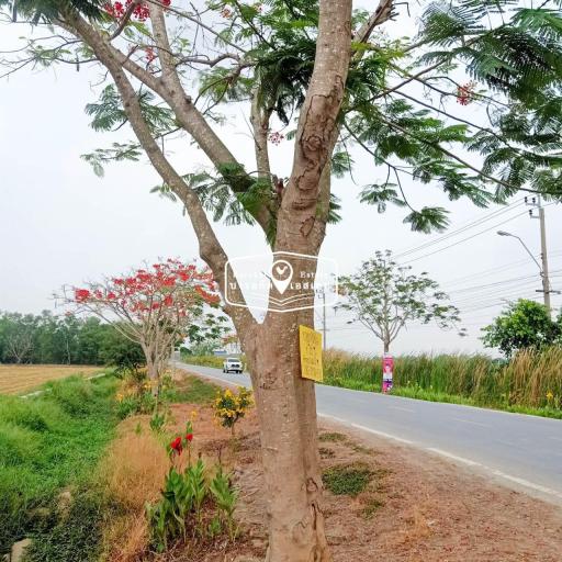 816 Sqm. Land listed for ฿ 3,000,000.